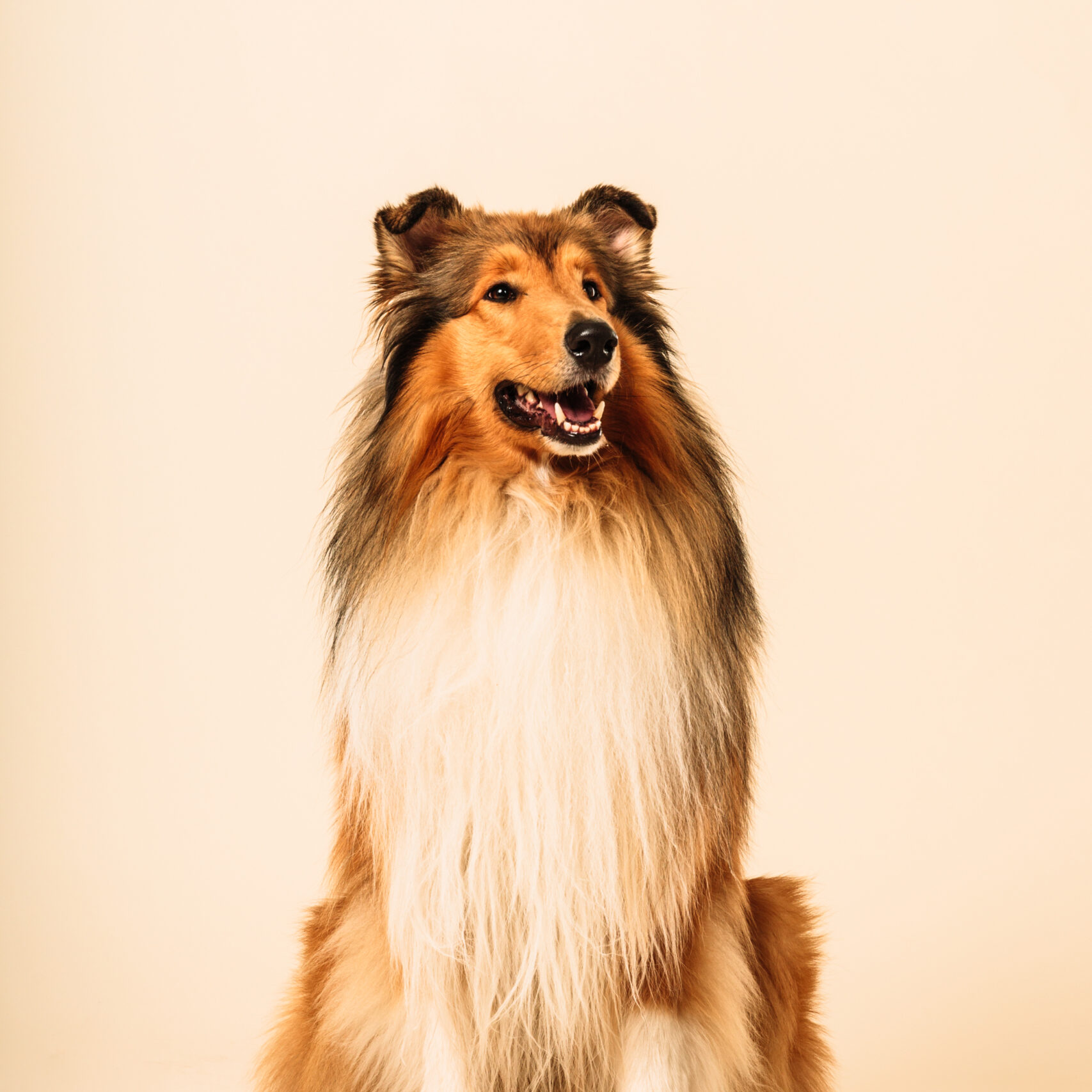 collie collie